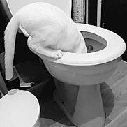 Ruby a rejoint le concours — aidez-le/la à gagner de superbes lots ! architecture, bathroom, bidet, black_and_white, ceramic, monochrome, paper, plumbing_fixture, room, toilet, toilet_seat, white