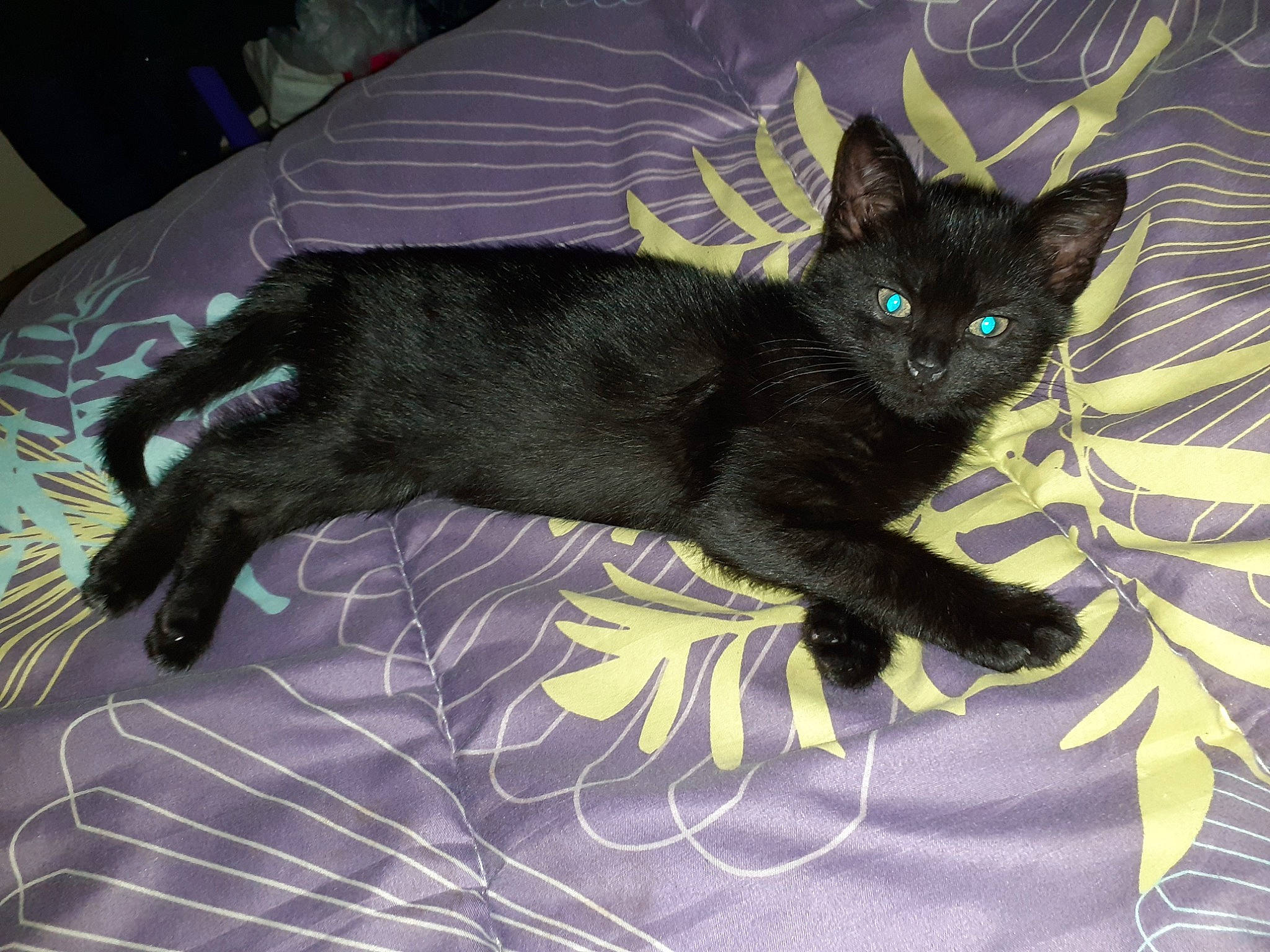 Yoga a rejoint le concours — aidez-le/la à gagner de superbes lots ! asian, black_cat, bombay, burmese, carnivore, cat, claw, domestic_short_haired_cat, felidae, havana_brown, javanese, korat, mammal, oriental_longhair, small_to_medium_sized_cats, snout, tail, vertebrate, whiskers