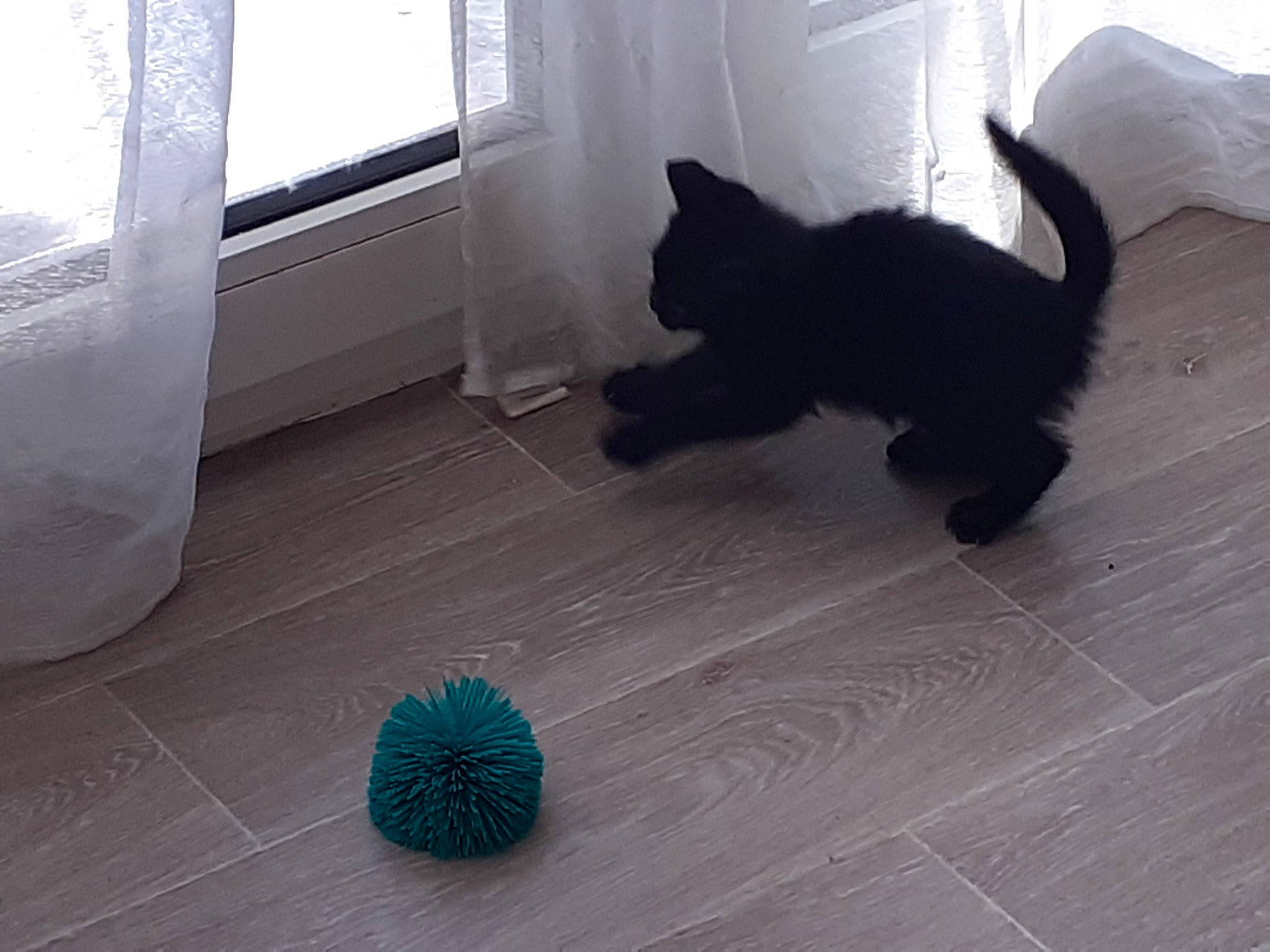 Yoga participe au concours pour gagner de l'argent avec cette photo : black_cat, canidae, carnivore, cat, felidae, floor, flooring, fur, hardwood, laminate_flooring, small_to_medium_sized_cats, tail, tile, whiskers, wood_flooring