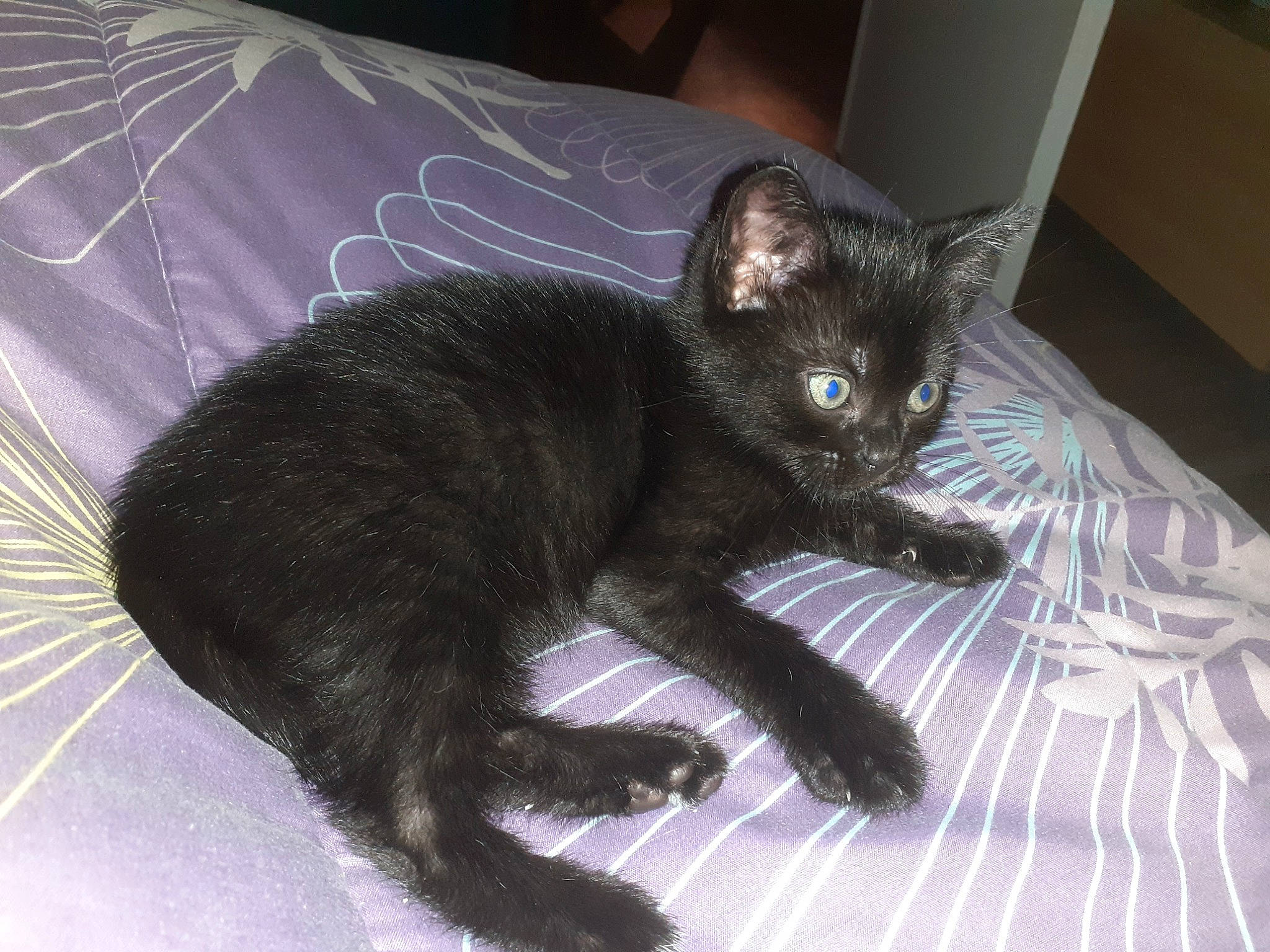 Yoga participe au concours pour gagner de l'argent avec cette photo : asian, black_cat, bombay, carnivore, cat, domestic_short_haired_cat, eye, felidae, fur, german_rex, kitten, korat, mammal, nebelung, oriental_longhair, russian_blue, small_to_medium_sized_cats, snout, vertebrate, whiskers