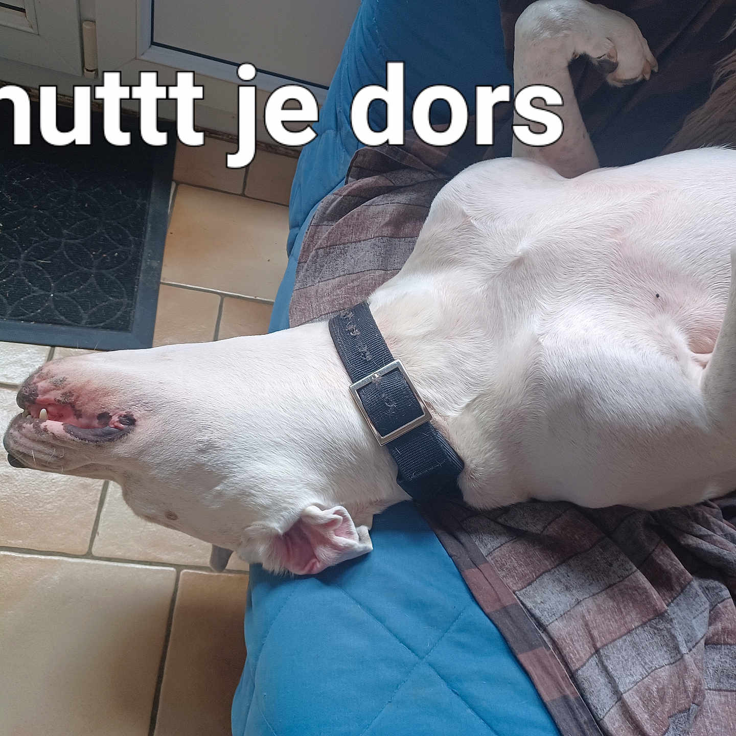 Patate