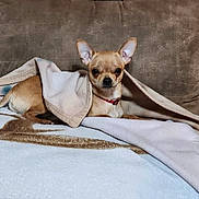 Buddy is registered to the contest to win money with this photo: dog, chihuahua, blanket, couch, pet, small_dog, brown_dog, indoor, resting, comfort, relaxation, fur, animal, canine, snug, wrapped, bed, domestic, cute, companion