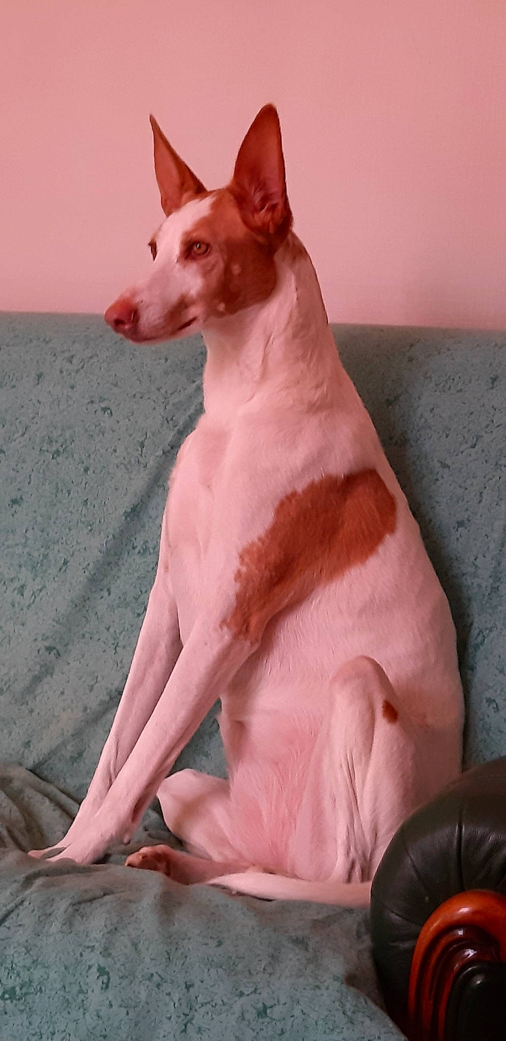 Fina participe au concours pour gagner de l'argent avec cette photo : ancient_dog_breeds, bull_terrier_miniature, canidae, carnivore, dog, dog_breed, fawn, ibizan_hound, mammal, non_sporting_group, podenco_canario, vertebrate, whiskers