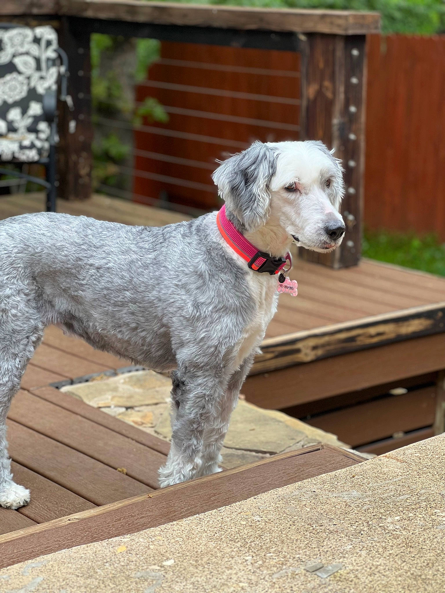 Annie is registered to the contest to win money with this photo: canidae, carnivore, collar, companion_dog, dog, dog_breed, dog_collar, fawn, fence, non_sporting_group, plant, snout, sporting_group, tail, terrier, water_dog, wood, working_animal, working_terrier