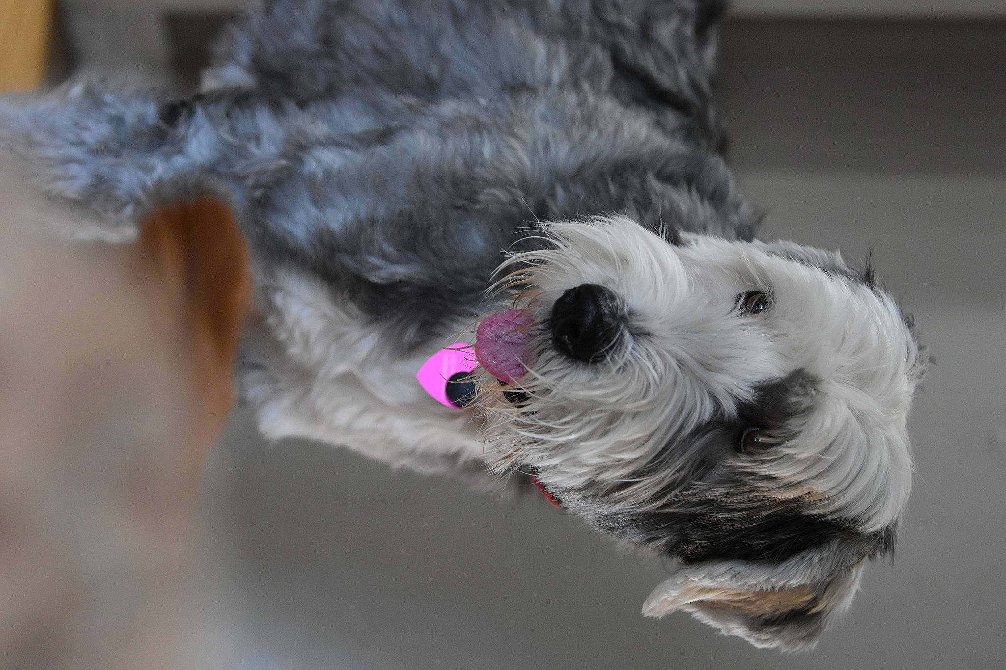 Annie is registered to the contest to win money with this photo: canidae, carnivore, collar, companion_dog, dog, dog_breed, dog_collar, dog_supply, fur, non_sporting_group, puppy, schnauzer, small_terrier, snout, sporting_group, standard_schnauzer, tail, terrier, toy_dog, working_animal