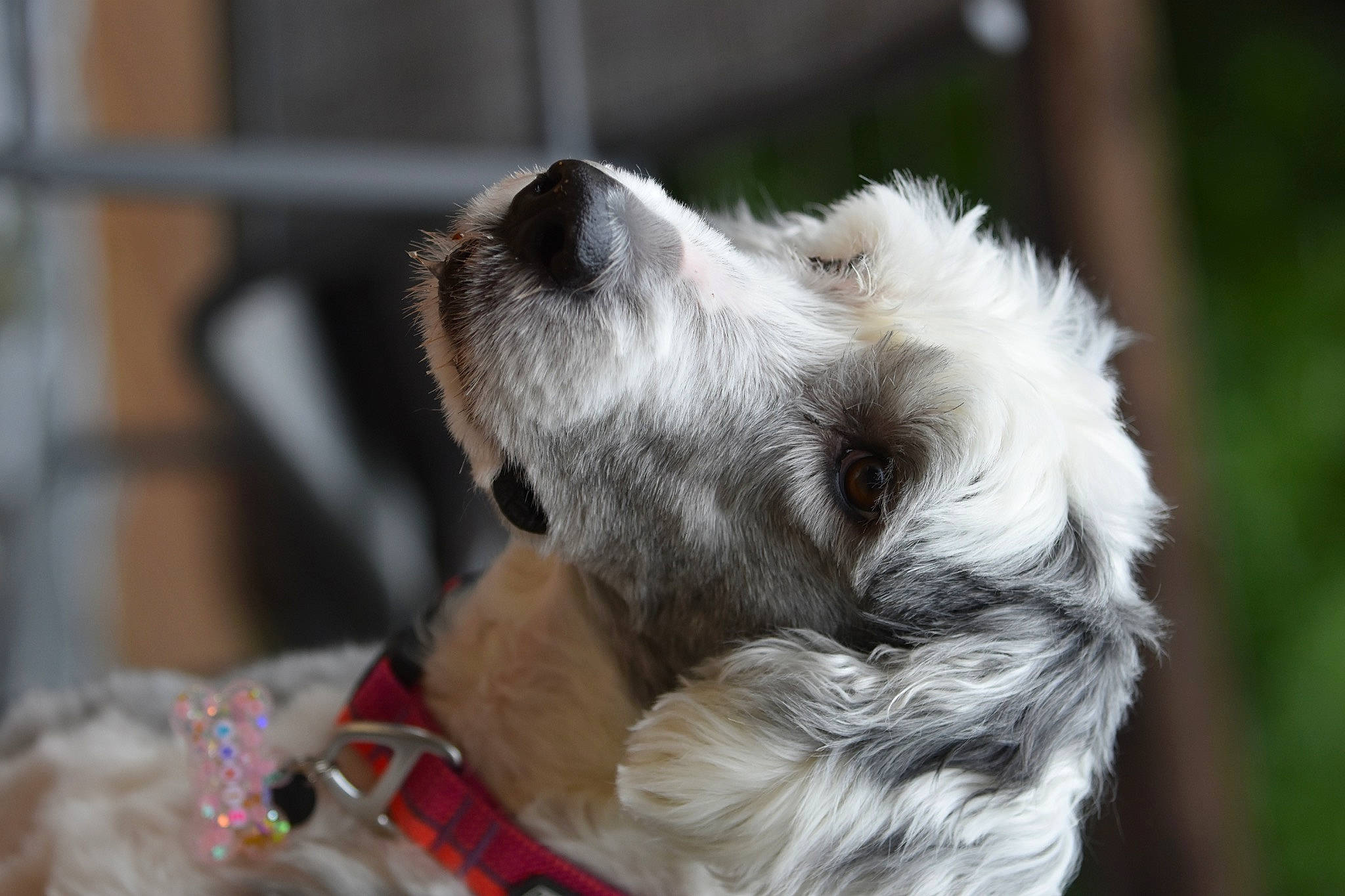 Annie is registered to the contest to win money with this photo: canidae, carnivore, collar, companion_dog, dog, dog_breed, dog_collar, dog_supply, event, fur, liver, non_sporting_group, pet_supply, snout, sporting_group, terrestrial_animal, terrier, working_animal