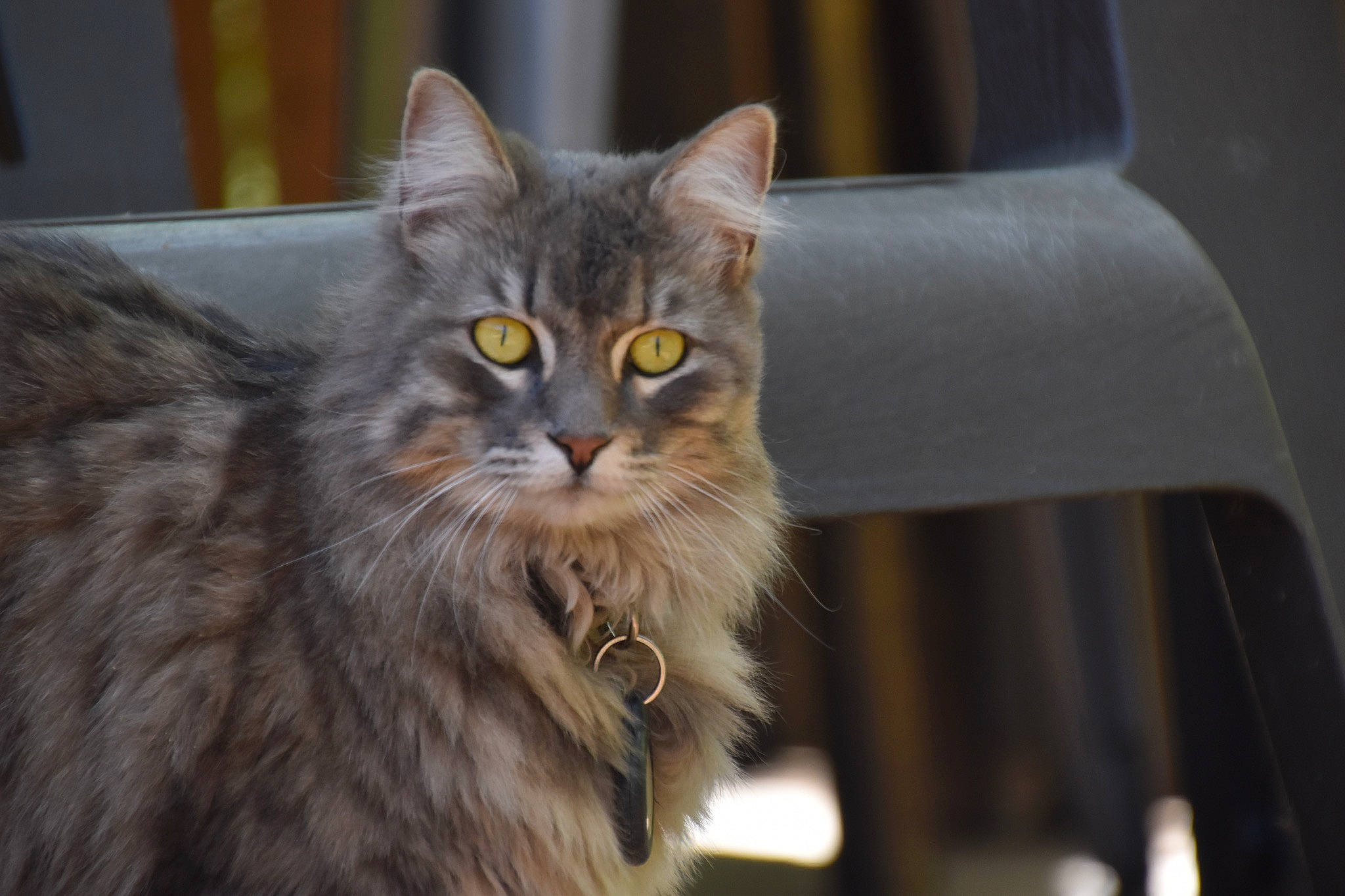 Rory is registered to the contest to win money with this photo: carnivore, cat, event, felidae, fur, maine_coon, mammal, small_to_medium_sized_cats, terrestrial_animal, whiskers, wildlife