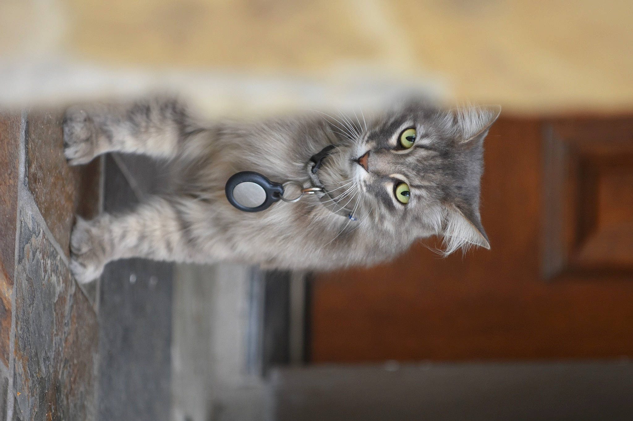 Rory joined the competition — help win amazing prizes! bird_of_prey, british_longhair, carnivore, cat, claw, domestic_short_haired_cat, eye, felidae, fur, grey, norwegian_forest_cat, paw, plant, small_to_medium_sized_cats, tail, terrestrial_animal, whiskers, wildlife, wood