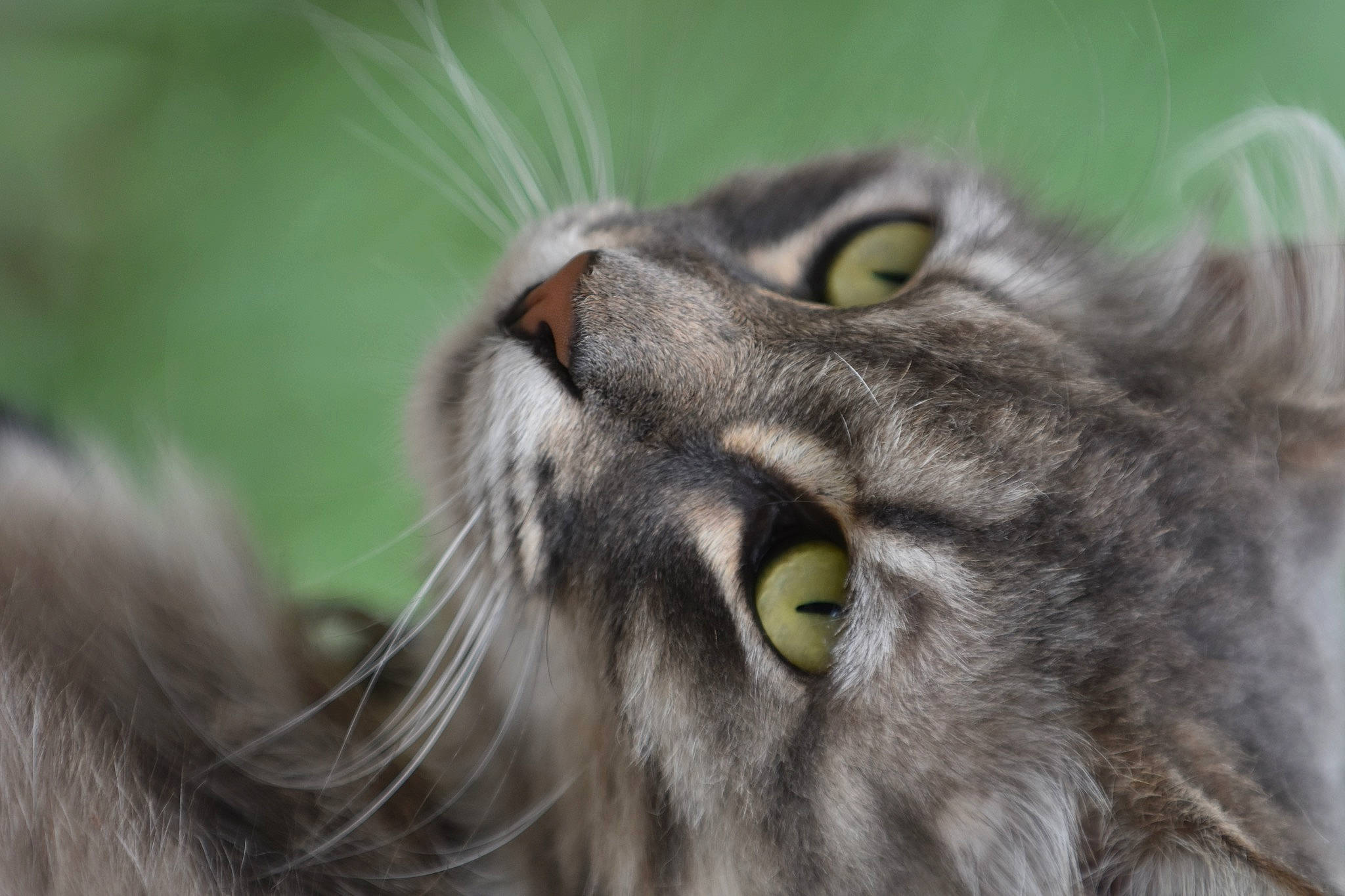 Rory joined the competition — help win amazing prizes! carnivore, cat, close_up, eye, felidae, fur, grass, hair, macro_photography, natural_material, plant, small_to_medium_sized_cats, snout, terrestrial_animal, whiskers, wildlife