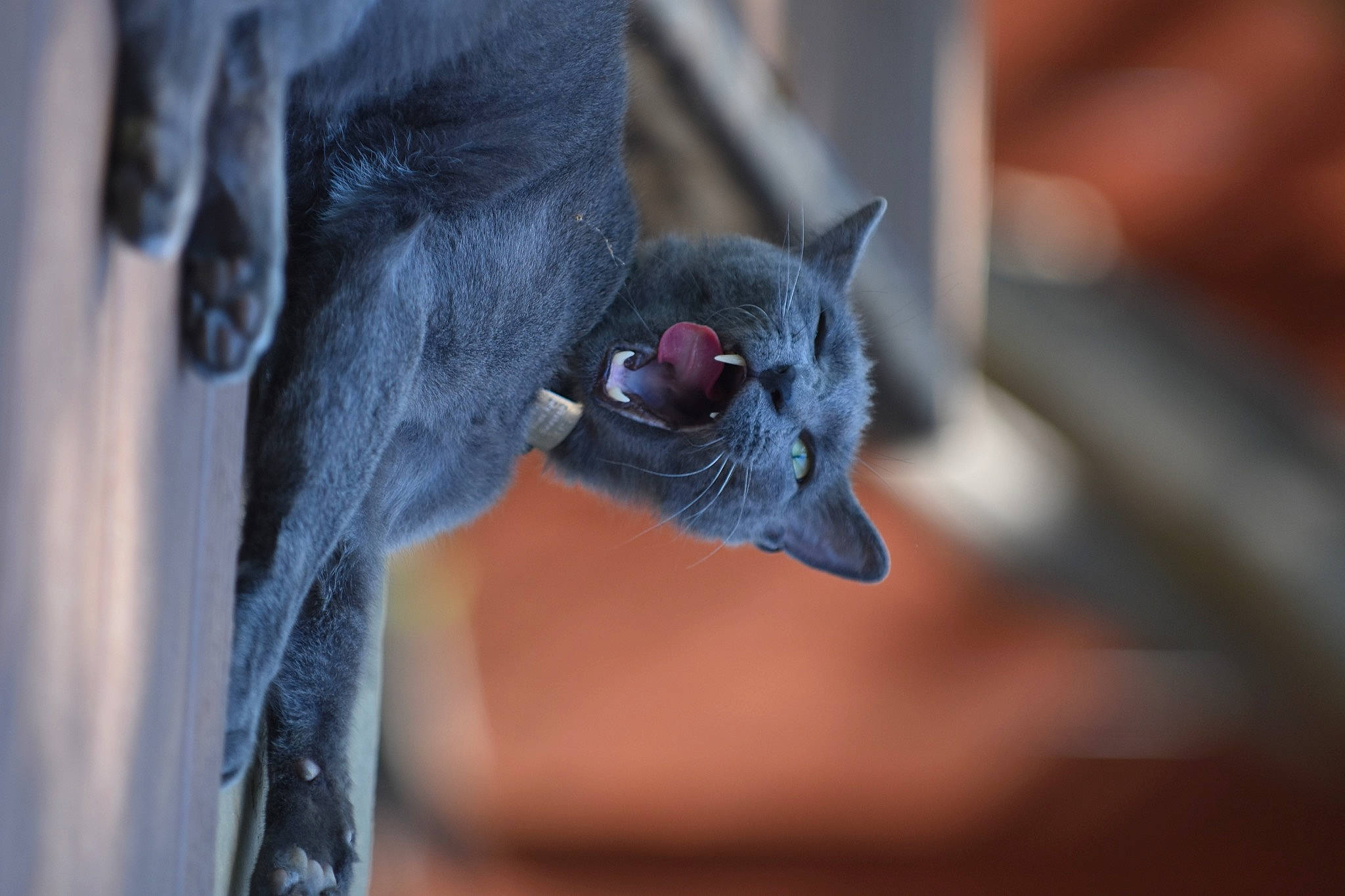 Victoria joined the competition — help win amazing prizes! beak, bird, claw, dog_breed, electric_blue, feather, felidae, fur, grey, perching_bird, plant, russian_blue, terrestrial_animal, tree, whiskers, wildlife, wing