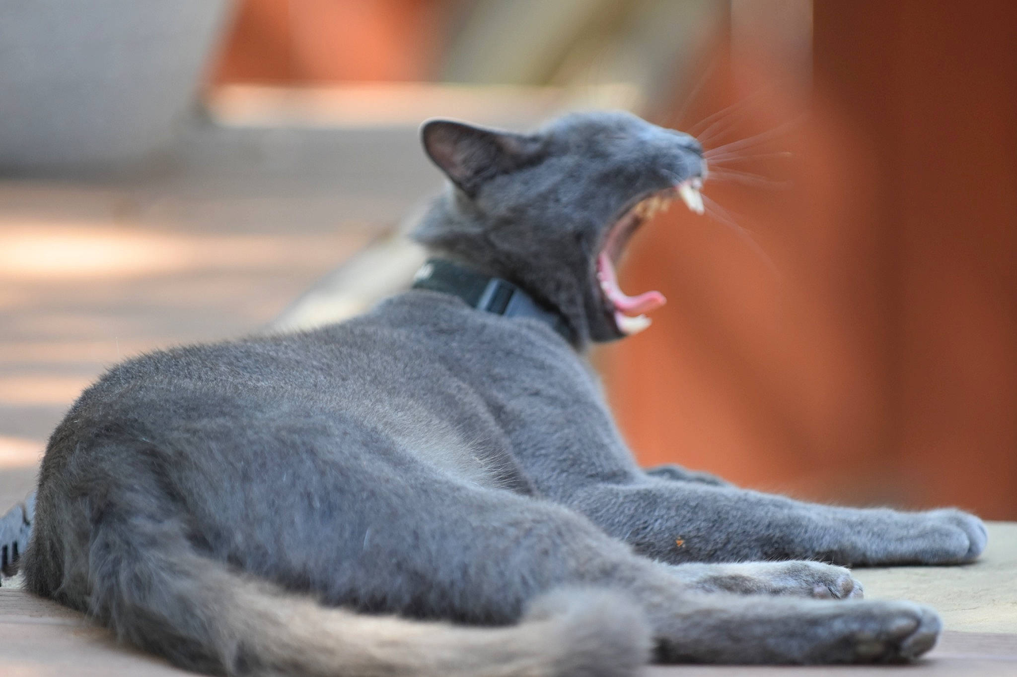 Victoria is registered to the contest to win money with this photo: carnivore, cat, claw, comfort, dog_breed, domestic_short_haired_cat, fang, felidae, fur, grey, jaw, mammal, paw, russian_blue, small_to_medium_sized_cats, tail, terrestrial_animal, vertebrate, whiskers, wildlife