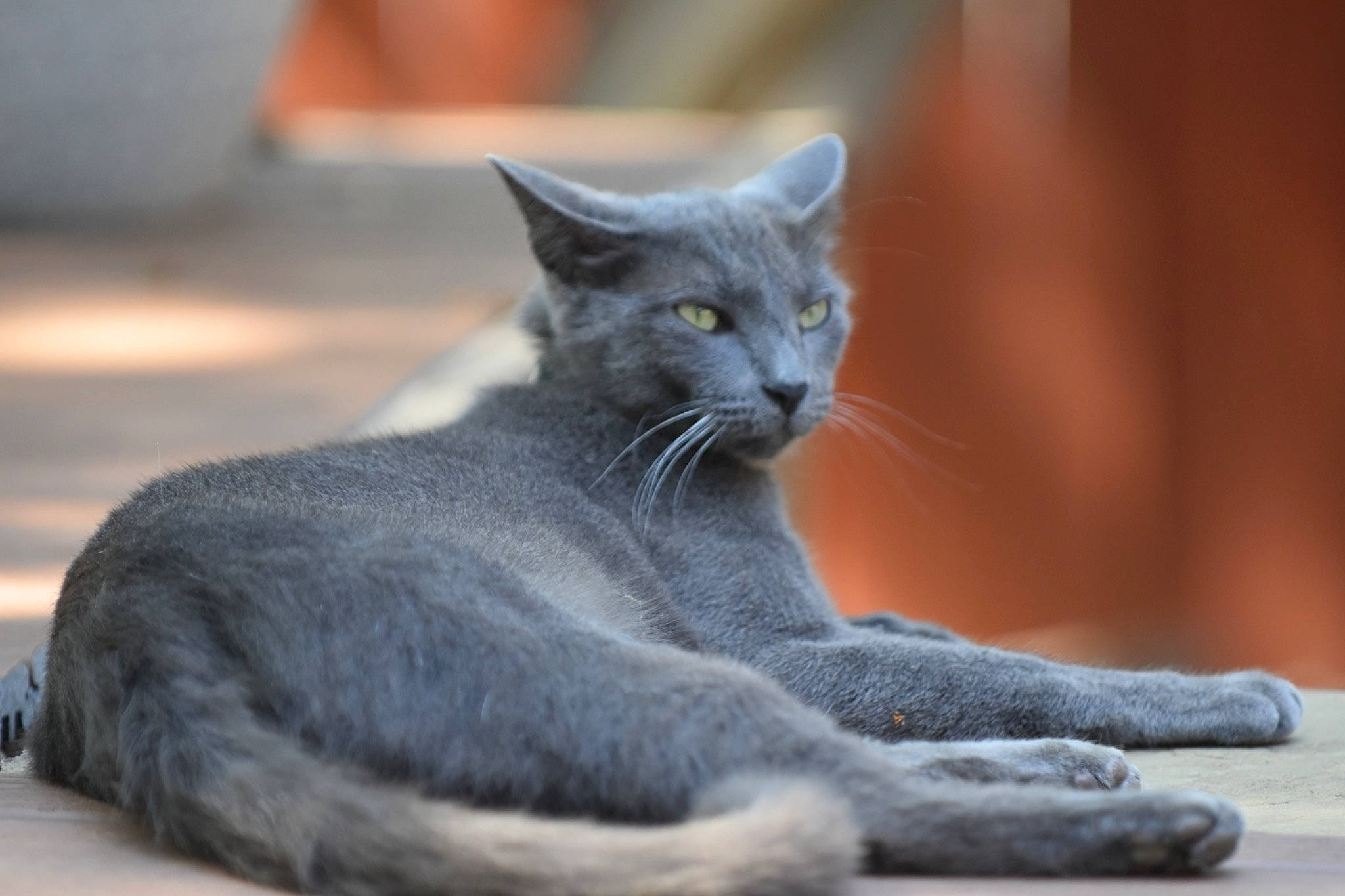 Victoria joined the competition — help win amazing prizes! carnivore, cat, claw, comfort, domestic_short_haired_cat, felidae, fur, grey, russian_blue, sitting, small_to_medium_sized_cats, tail, terrestrial_animal, whiskers