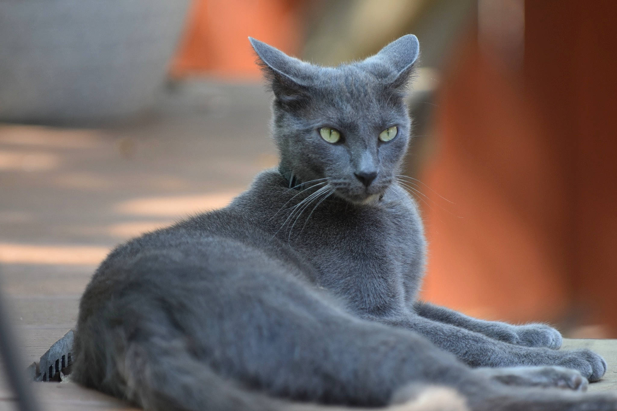 Victoria joined the competition — help win amazing prizes! carnivore, cat, domestic_short_haired_cat, felidae, fur, grey, russian_blue, sitting, small_to_medium_sized_cats, snout, terrestrial_animal, whiskers, wildlife, window