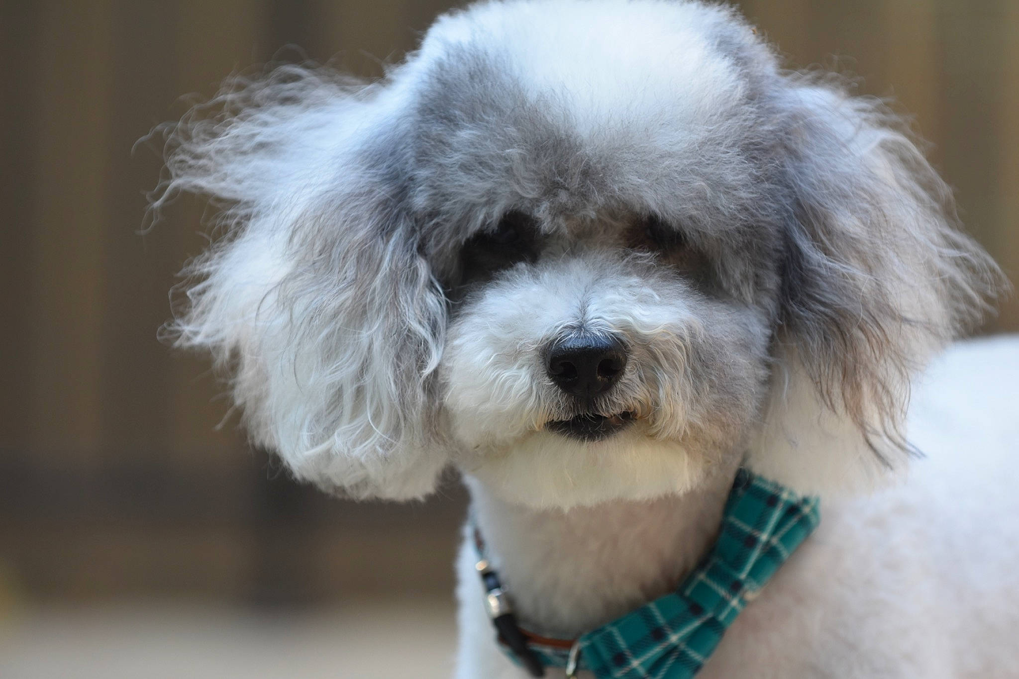 Bandit is registered to the contest to win money with this photo: canidae, carnivore, companion_dog, dog, dog_breed, fur, hair, maltepoo, non_sporting_group, pattern, poodle, poodle_crossbreed, small_terrier, snout, sporting_group, tartan, terrier, toy_dog, whiskers, working_animal