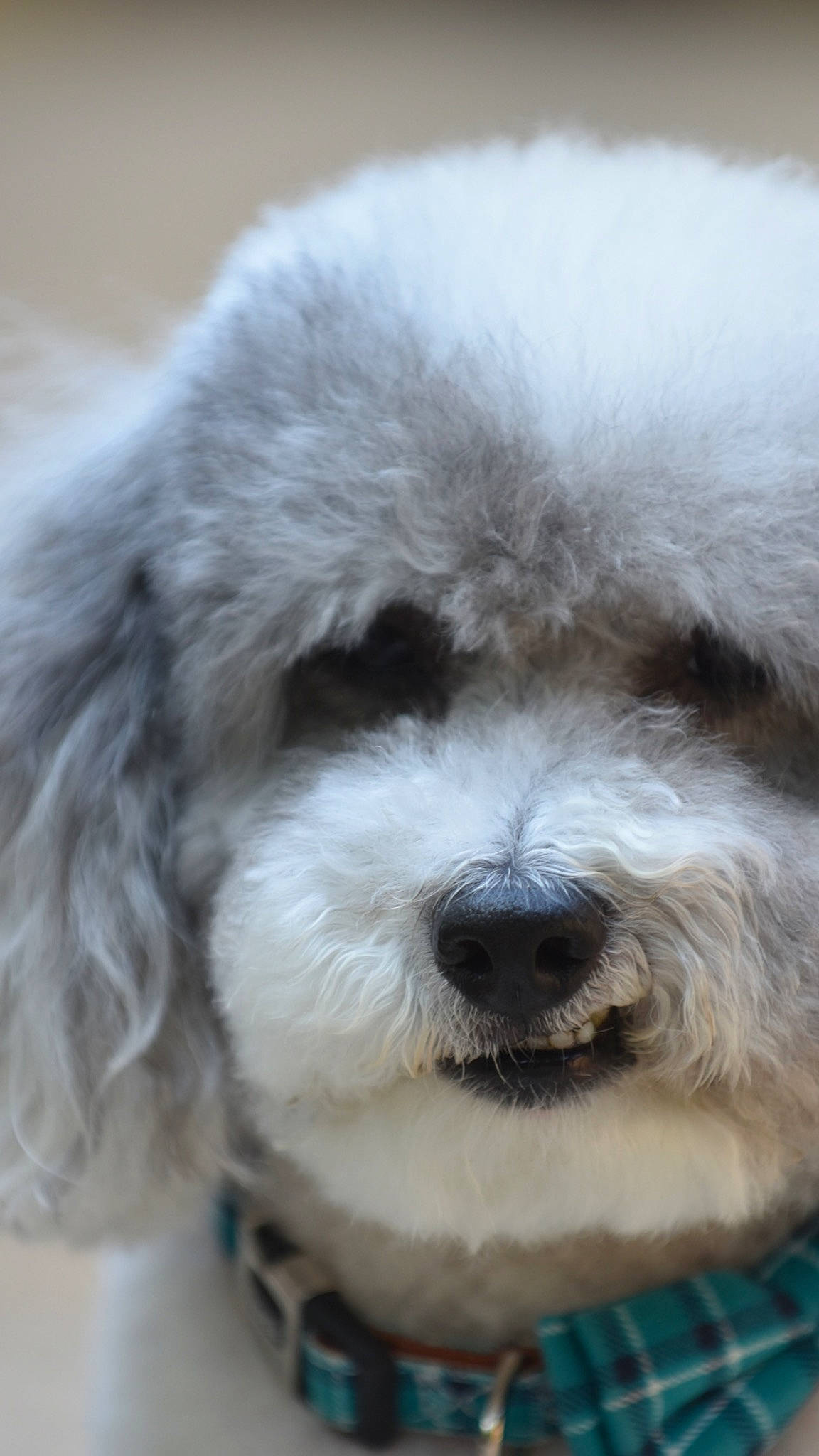 Bandit joined the competition — help win amazing prizes! canidae, carnivore, companion_dog, dog, dog_breed, fur, labradoodle, non_sporting_group, poodle, puppy_love, shih_poo, small_terrier, terrier, toy_dog, whiskers, working_animal