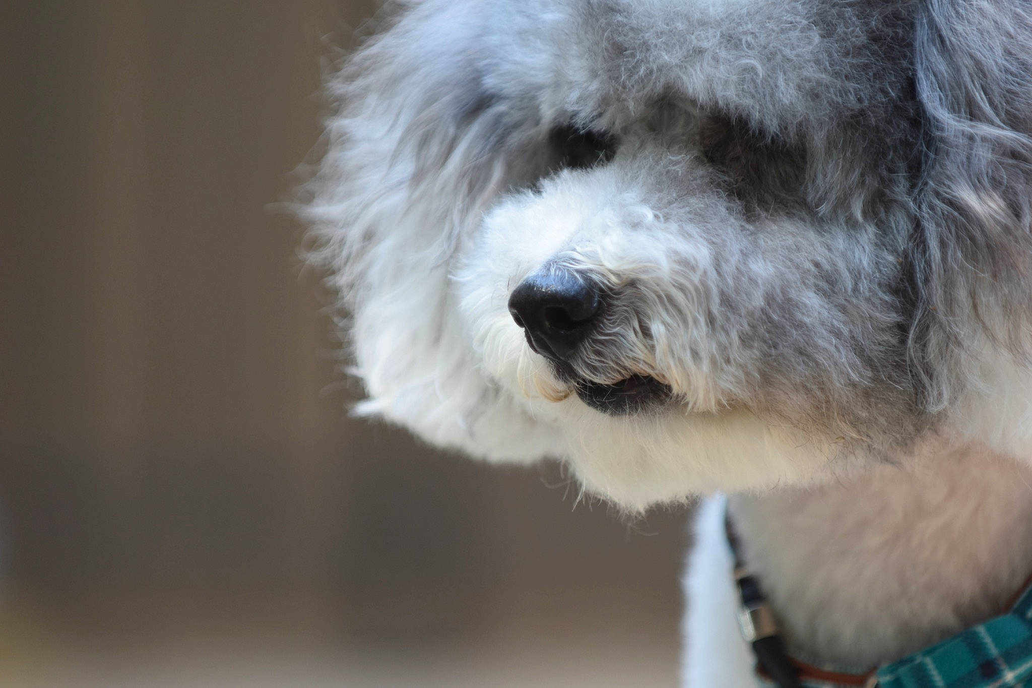 Bandit joined the competition — help win amazing prizes! carnivore, companion_dog, dog, dog_breed, fur, plant, sporting_group, terrestrial_animal, terrier, working_animal