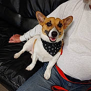 Ziggy joined the competition — help win amazing prizes! dog, bandana, black_leather_couch, person, jeans, white_shirt, smiling_dog, indoor, pet, sitting, casual_clothing, hand, leash, brown_and_white_dog, happy, companion, relaxed, home, domestic_animal, friendship
