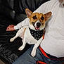 dog, bandana, black_leather_couch, person, jeans, white_shirt, smiling_dog, indoor, pet, sitting, casual_clothing, hand, leash, brown_and_white_dog, happy, companion, relaxed, home, domestic_animal, friendship