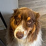 dog, indoor, flooring, brown_fur, white_fur, pet, looking_up, fluffy, canine, fur, animal, companion, domestic, ears, snout, eyes, nose, waiting, cute, friendly