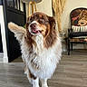 Laya participe au concours pour gagner de l'argent avec cette photo : dog, australian_shepherd, indoor, floor_lamp, wooden_floor, pampas_grass, vase, chair, patterned_chair, pet, fur, tongue_out, home_decor, animal, mammal, cute, fluffy, looking_away, domestic_animal, living_room