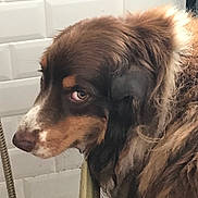 Laya a rejoint le concours — aidez-le/la à gagner de superbes lots ! dog, pet, brown_fur, white_fur, wet_fur, close_up, face, expression, indoor, bathroom, tiled_wall, animal, canine, looking, fur, head, ears, snout, person_hand, grooming