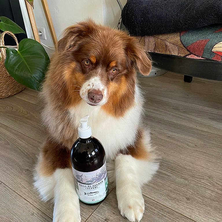 Laya participe au concours pour gagner de l'argent avec cette photo : dog, brown_fur, white_fur, indoor, wooden_floor, plant, bottle, liquid_soap, sitting, front_paws, furniture, cushion, chair, expression, pet, fur, mammal, domestic_animal, houseplant, flooring