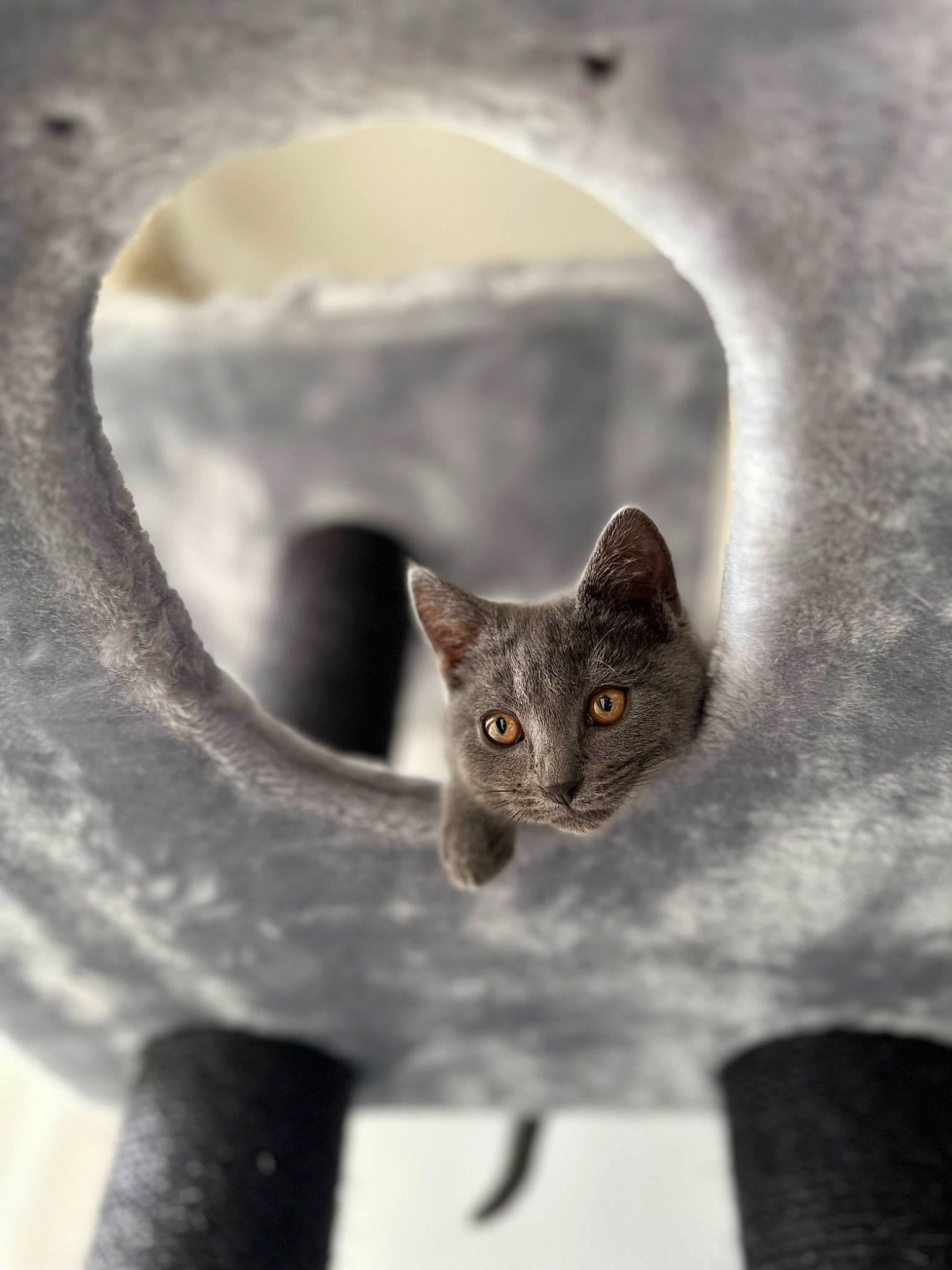 Véga a rejoint le concours — aidez-le/la à gagner de superbes lots ! artifact, carnivore, cat, close_up, domestic_short_haired_cat, felidae, fur, grey, macro_photography, metal, plant, small_to_medium_sized_cats, snout, still_life_photography, terrestrial_animal, whiskers, wildlife, window