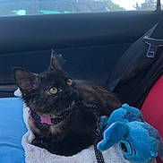 Taiga a rejoint le concours — aidez-le/la à gagner de superbes lots ! accessories, animal, bag, blanket, car, cat, cushion, face, head, homedecor, person, pet, photography, plush, portrait, strap, towel, toy, transportation, vehicle