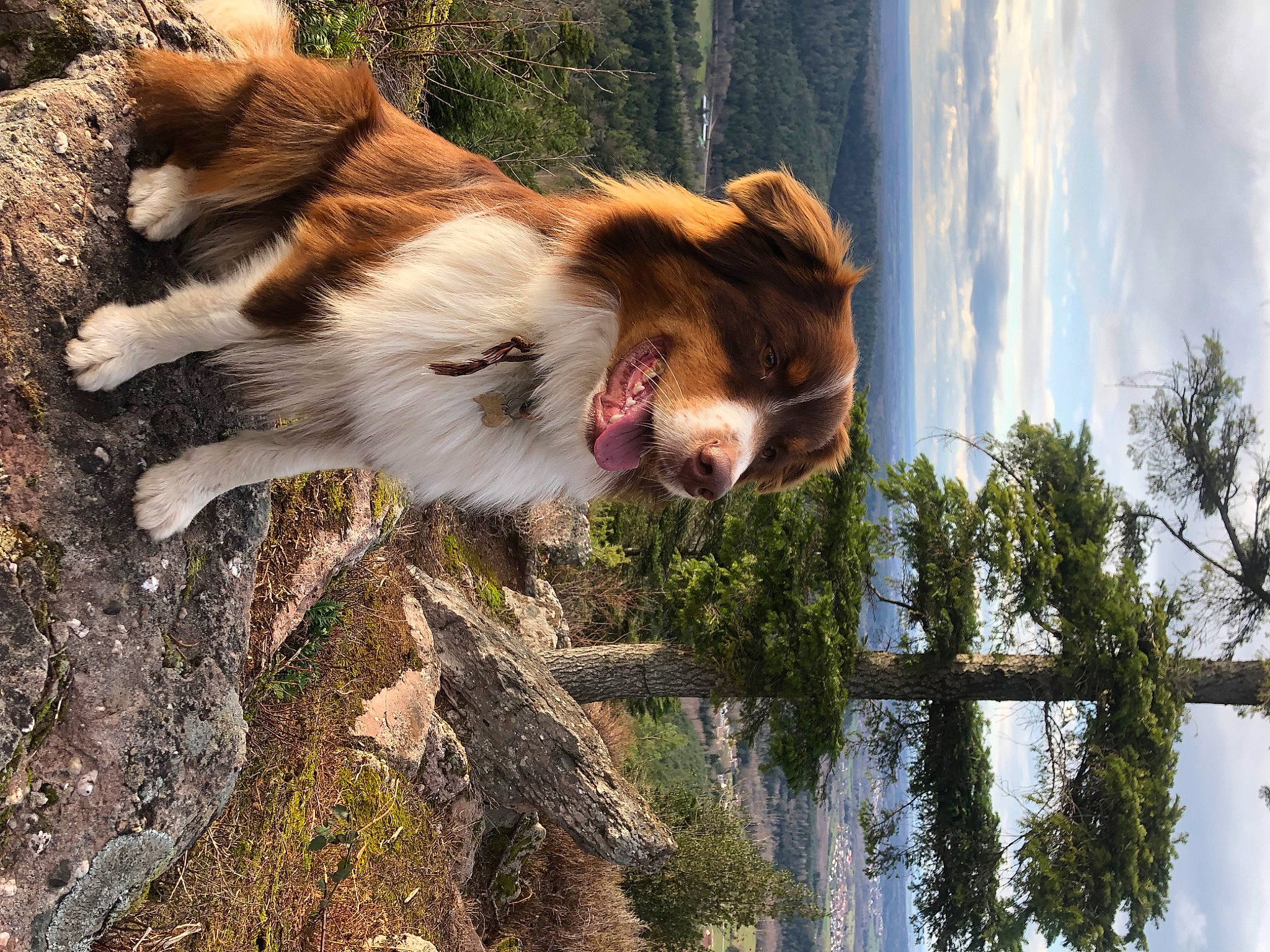 Scott a rejoint le concours — aidez-le/la à gagner de superbes lots ! big_cats, carnivore, cloud, collar, companion_dog, dog, dog_breed, fawn, felidae, fur, plant, sky, snout, sporting_group, tail, terrestrial_animal, tree, water, whiskers, wood