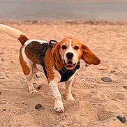 Rafal participe au concours pour gagner de l'argent avec cette photo : animal, beach, beagle, canine, cloudy_sky, coast, dog, ears, fur, happy, harness, nature, ocean, outdoor, pet, playful, sand, seashore, walking, waves