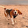 animal, beach, beagle, canine, cloudy_sky, coast, dog, ears, fur, happy, harness, nature, ocean, outdoor, pet, playful, sand, seashore, walking, waves