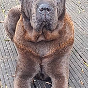 Jack a rejoint le concours — aidez-le/la à gagner de superbes lots ! dog, shar_pei, wrinkled_skin, brown_fur, outdoor, wooden_deck, autumn_leaves, pet, animal, laying_down, front_legs, close_up, canine, fur_texture, nature, daylight, calm, face, ears, snout