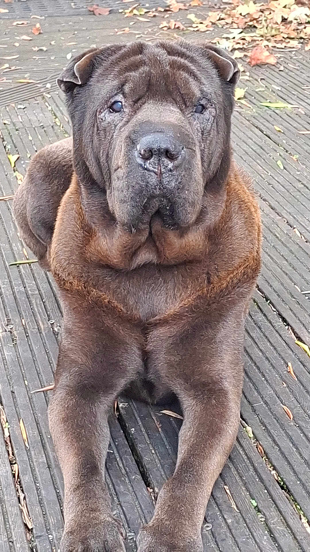 Jack a rejoint le concours — aidez-le/la à gagner de superbes lots ! dog, shar_pei, wrinkled_skin, brown_fur, outdoor, wooden_deck, autumn_leaves, pet, animal, laying_down, front_legs, close_up, canine, fur_texture, nature, daylight, calm, face, ears, snout