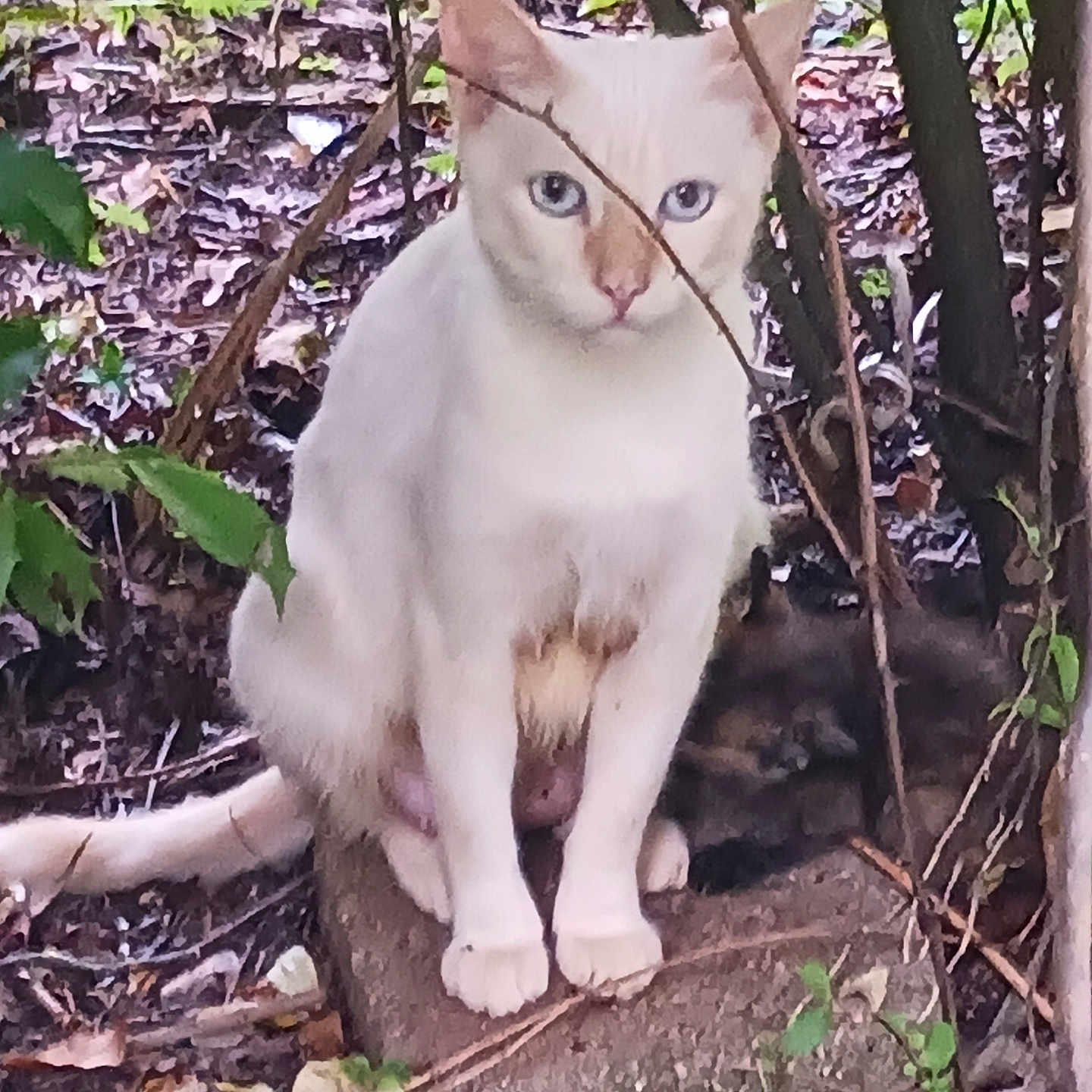 Mama Duke is registered to the contest to win money with this photo: abyssinian, angora, animal, cat, den, gravel, herbs, indoors, ivy, kitten, leaf, manx, pet, plant, road, siamese, slate, soil, vegetation, wood