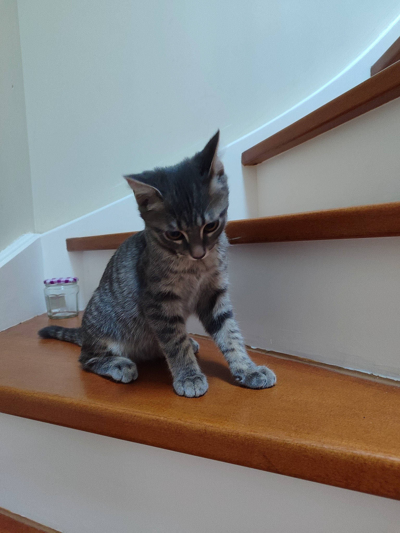 Vigi a rejoint le concours — aidez-le/la à gagner de superbes lots ! carnivore, cat, comfort, domestic_short_haired_cat, felidae, floor, flooring, fur, grey, hardwood, paw, room, shelf, sitting, small_to_medium_sized_cats, table, tail, whiskers, wood