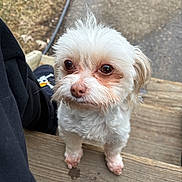 Zoe is registered to the contest to win money with this photo: dog, small_dog, white_fur, brown_eyes, cute, pet, portrait, outdoor, wooden_steps, paws, nose, whiskers, close_up, looking_up, curious, tousled_hair, sneaker, human_leg, grass, pavement