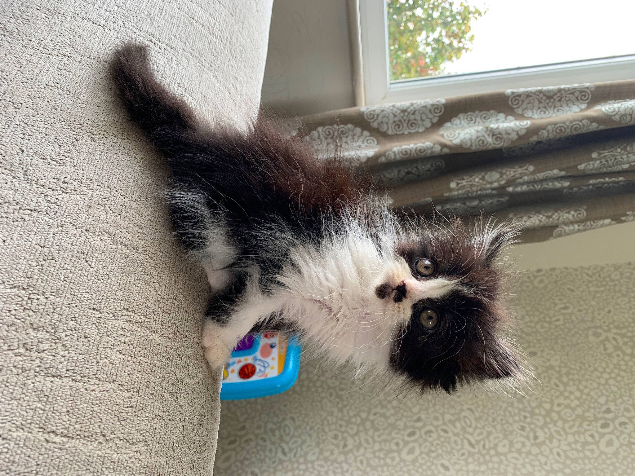 Dorothy is registered to the contest to win money with this photo: british_longhair, carnivore, cat, claw, domestic_short_haired_cat, felidae, flooring, foot, fur, grey, human_leg, paw, plant, road_surface, small_to_medium_sized_cats, snout, tail, tree, whiskers, window