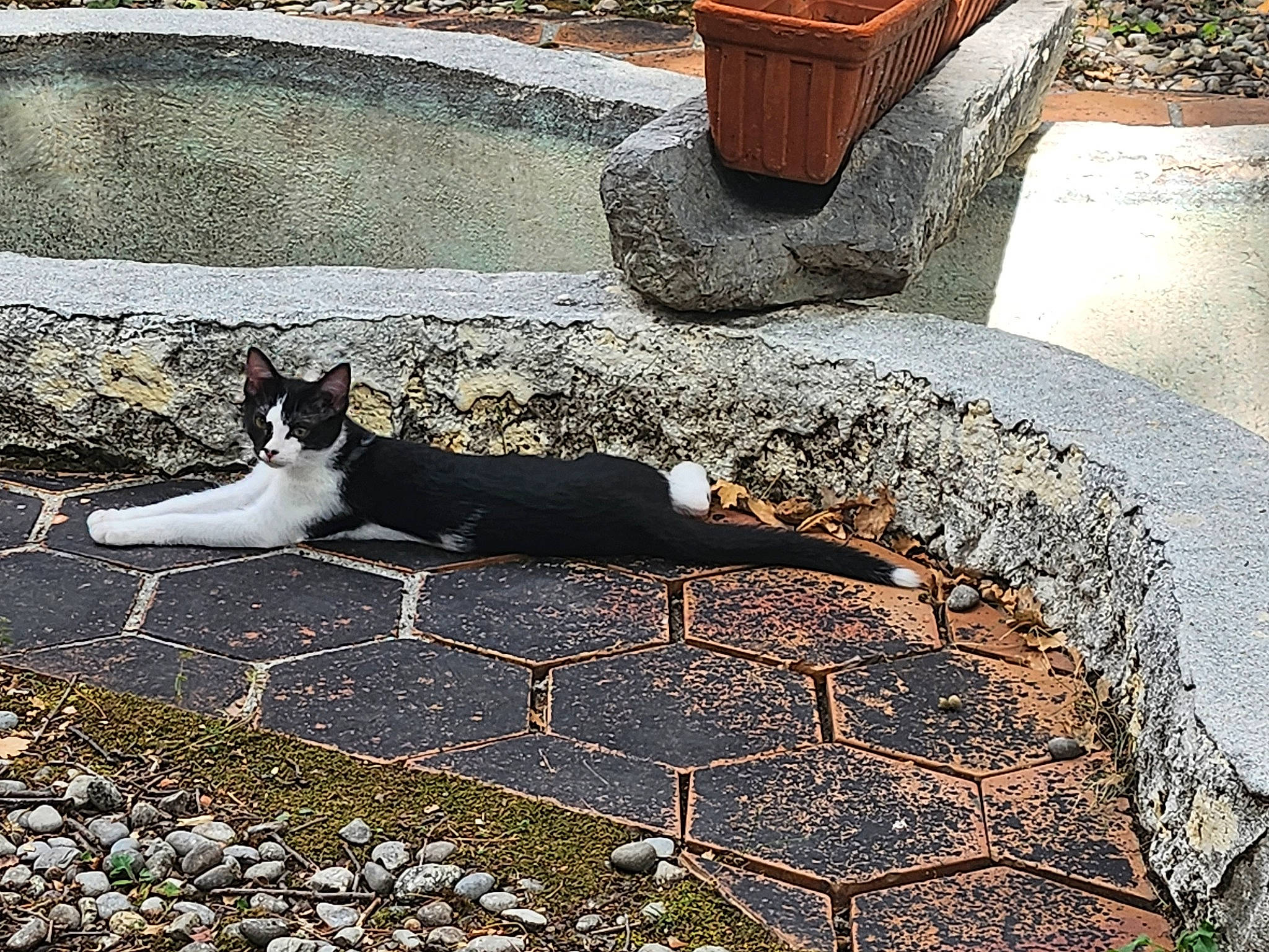 éclaire a rejoint le concours — aidez-le/la à gagner de superbes lots ! asphalt, automotive_tire, carnivore, cat, felidae, flagstone, flooring, flowerpot, grass, morning, plant, road_surface, sidewalk, small_to_medium_sized_cats, snout, tail, tints_and_shades, wall, whiskers, wood