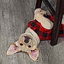 dog, puppy, pet, upside_down, floor, wooden_floor, red_sweater, checkered_pattern, ears, cute, indoor, chair_leg, animal, playful, lying_down, fur, canine, domestic_animal, resting, cozy