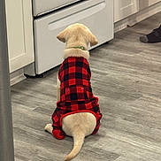 Nala Marie joined the competition — help win amazing prizes! dog, puppy, pet, red_black_plaid, clothing, outfit, floor, wood_floor, kitchen, oven, appliance, waiting, back_view, tail, canine, indoor, home, person, sock, foot