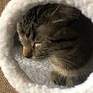 Baby is registered to the contest to win money with this photo: animal, brown_background, cat, close_up, cozy, cute, feline, fur, indoor, peaceful, pet, relaxed, resting, round_bed, sleeping, soft, tabby_cat, texture, tunnel_bed, whiskers