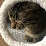 animal, brown_background, cat, close_up, cozy, cute, feline, fur, indoor, peaceful, pet, relaxed, resting, round_bed, sleeping, soft, tabby_cat, texture, tunnel_bed, whiskers