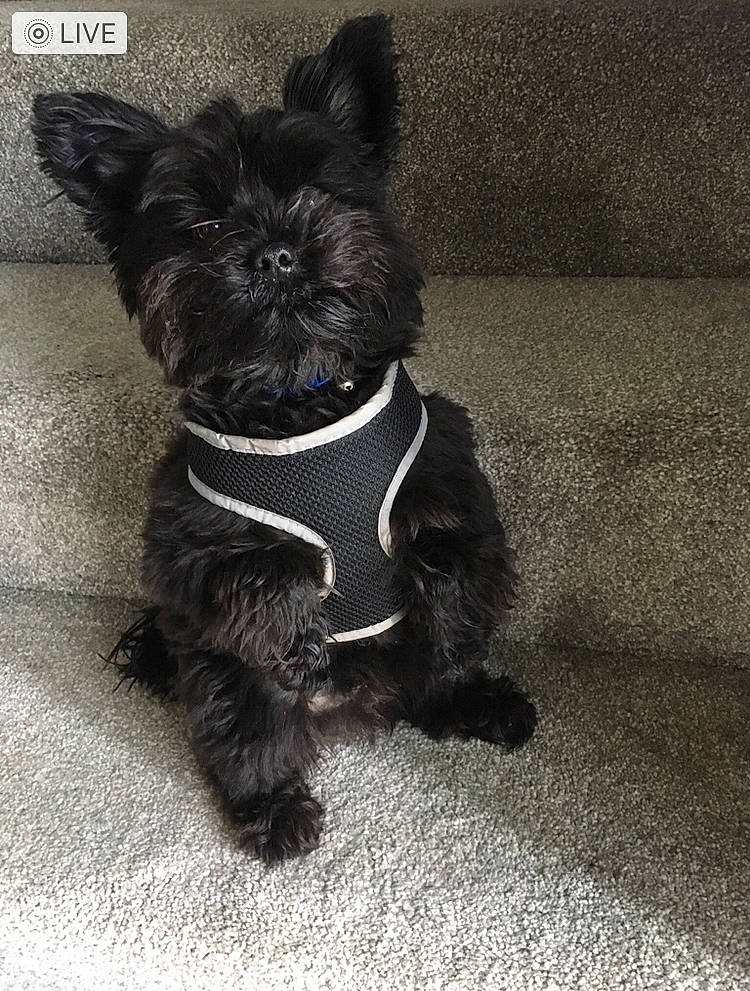 Lewi joined the competition — help win amazing prizes! canidae, carnivore, collar, companion_dog, dog, dog_breed, dog_collar, dog_supply, fashion_accessory, fur, liver, non_sporting_group, pet_supply, small_terrier, snout, sporting_group, tail, terrier, toy_dog, working_animal