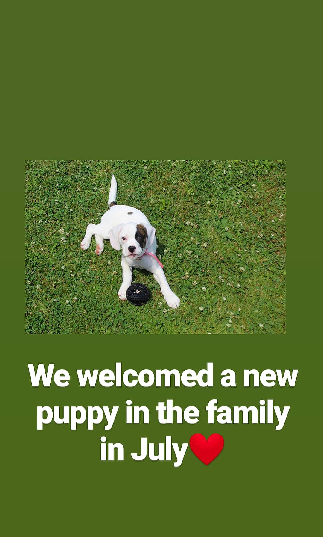 Lacie is registered to the contest to win money with this photo: canidae, carnivore, dalmatian, dog, dog_breed, grass, non_sporting_group, photo_caption, pointer, puppy, sporting_group, tail