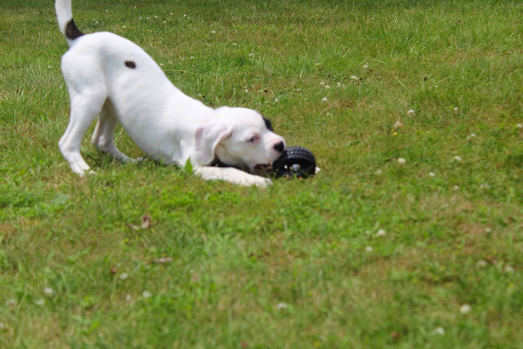 Lacie is registered to the contest to win money with this photo: canidae, carnivore, companion_dog, dog, dog_breed, dogo_argentino, dogo_guatemalteco, grass, hunting_dog, labrador_retriever, mammal, pointer, rare_breed_dog, retriever, snout, sporting_group, tail, vertebrate