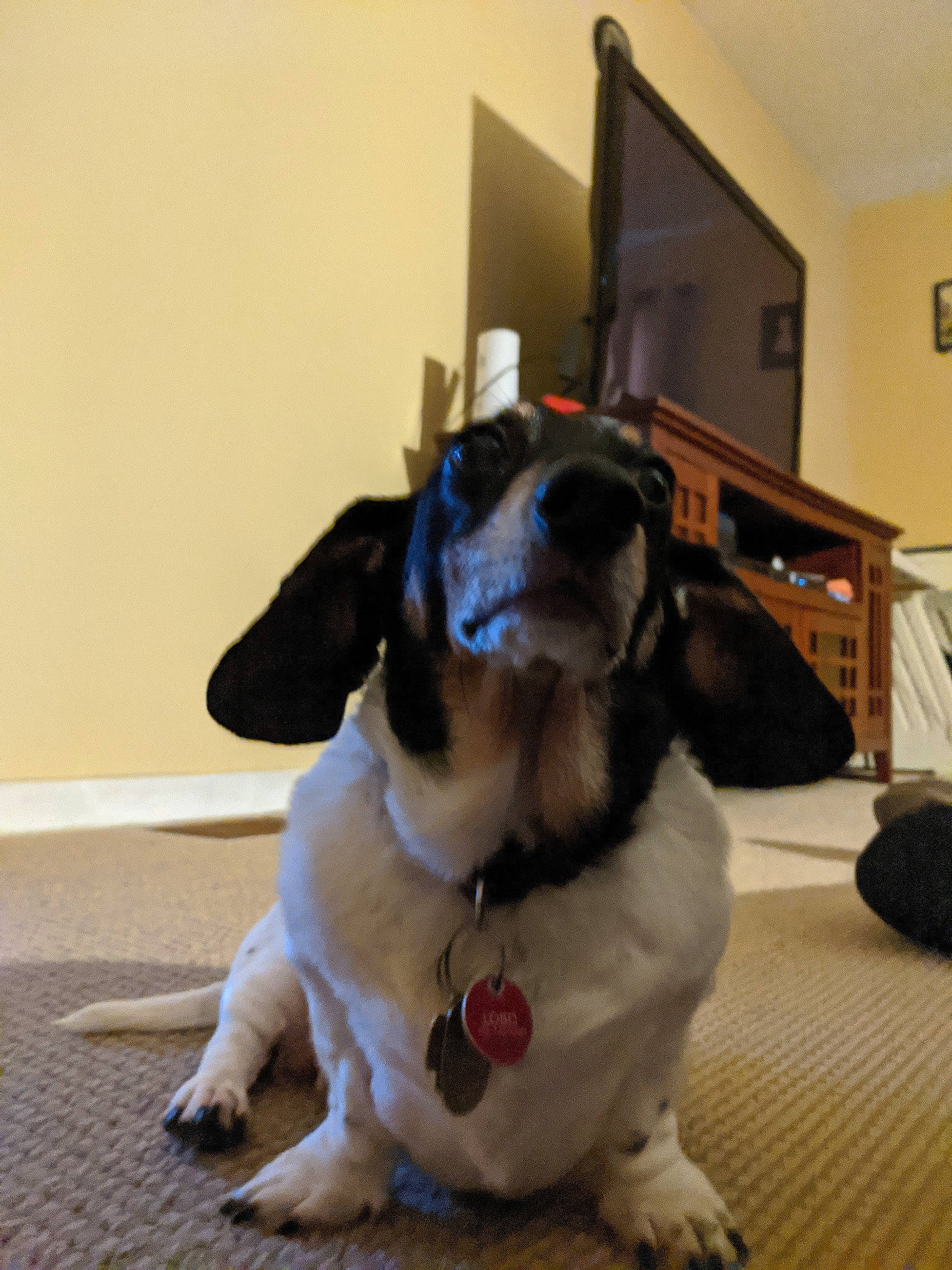 Lobo joined the competition — help win amazing prizes! basset_hound, canidae, carnivore, dog, dog_breed, fur, mammal, rare_breed_dog, snout, sporting_group, vertebrate