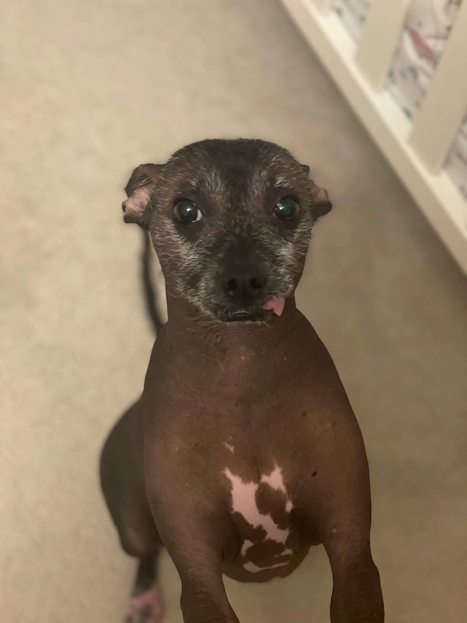 Luna joined the competition — help win amazing prizes! borador, carnivore, companion_dog, dog, dog_breed, fawn, fur, liver, snout, terrestrial_animal, toy_dog, wall_plate, whiskers, working_animal