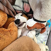Romy a rejoint le concours — aidez-le/la à gagner de superbes lots ! dog, sleeping, stuffed_animal, blanket, plush_toy, cozy, pet, cute, resting, indoor, fur, snuggle, comfort, toy, animal, sleep, relaxation, home, soft, nap