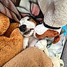 dog, sleeping, stuffed_animal, blanket, plush_toy, cozy, pet, cute, resting, indoor, fur, snuggle, comfort, toy, animal, sleep, relaxation, home, soft, nap