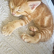 Simba participe au concours pour gagner de l'argent avec cette photo : kitten, cat, sleeping, ginger, fur, paw, cute, pet, domestic_animal, animal, resting, indoors, cozy, soft, texture, relaxation, whiskers, closeup, adorable, peaceful